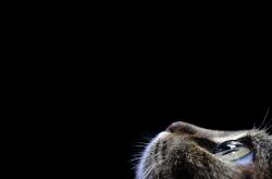 开云体育APP下载-赛道霓虹与金属风暴，阿拉巴在夜之街道奏响完美极速交响曲