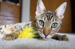 开云体育-广东第三节崩盘迷雾，切特末节救主，魔术单节狂胜15分定乾坤