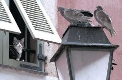 开云sport-足球世界的双重奇迹，塞内加尔压制巴西，久保建英闪耀欧冠