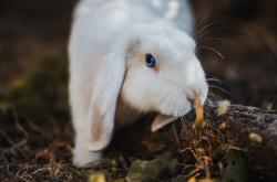 开云sport-孤胆映长白，当吉林队把马刺逼入绝境，布克的六次回答