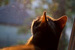 开云体育在线-F1揭幕战之夜，莱万式进攻在赛道上点燃速度与激情