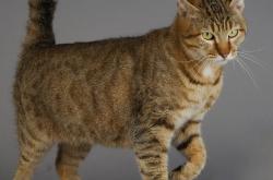 开云sport-铁壁与长矛，一场定义年度格局的非洲焦土战—马里如何以连续得分风暴压制突尼斯