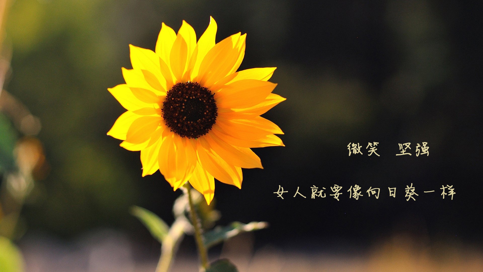 法网鏖战淬火钢铁意志,年终制胜解锁岁月枷锁—德约科维奇关键分上的统治密码