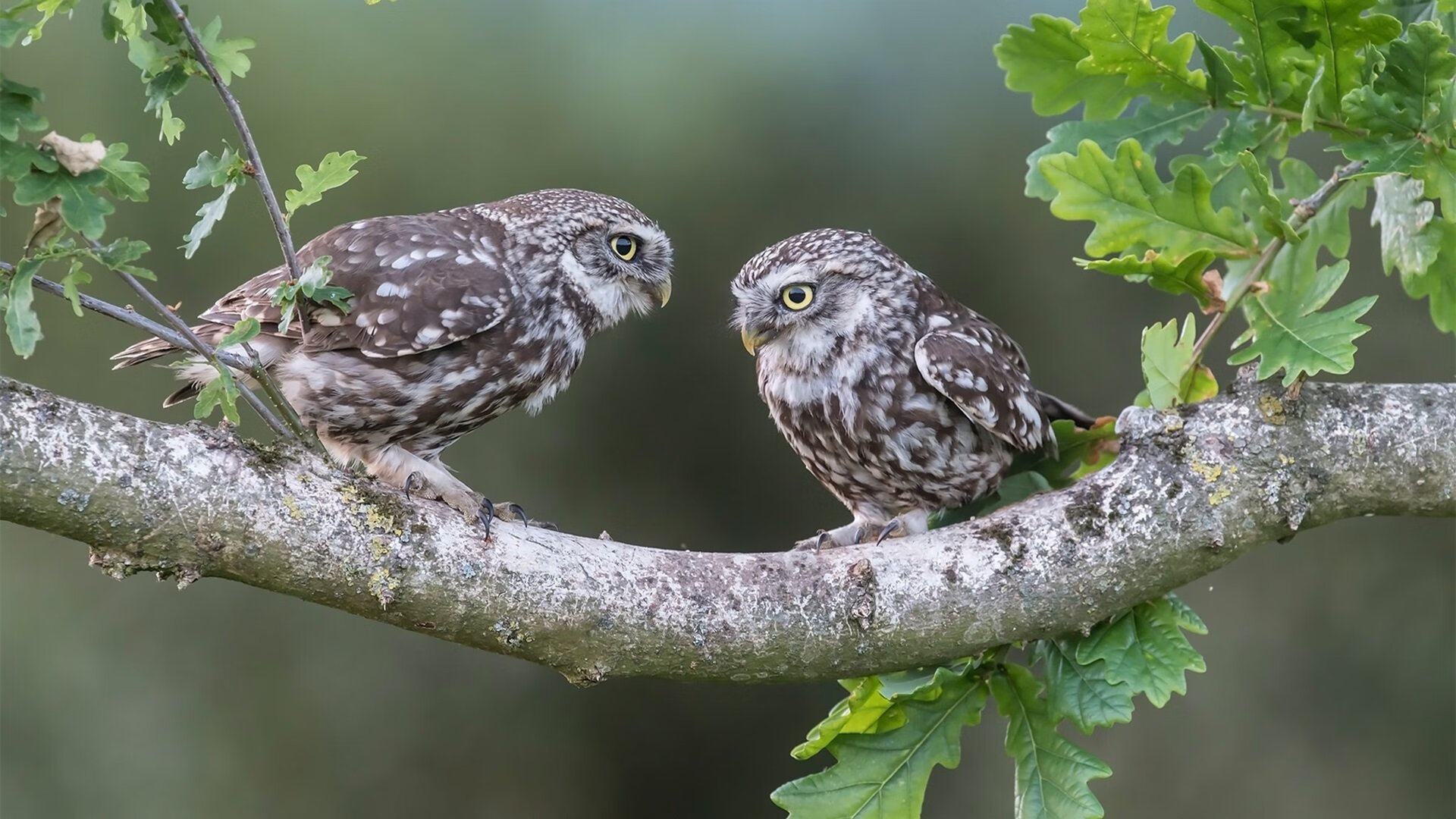逆转之轮与不朽之火,当梅赛德斯重燃银箭锋芒,阿隆索以岁月为薪