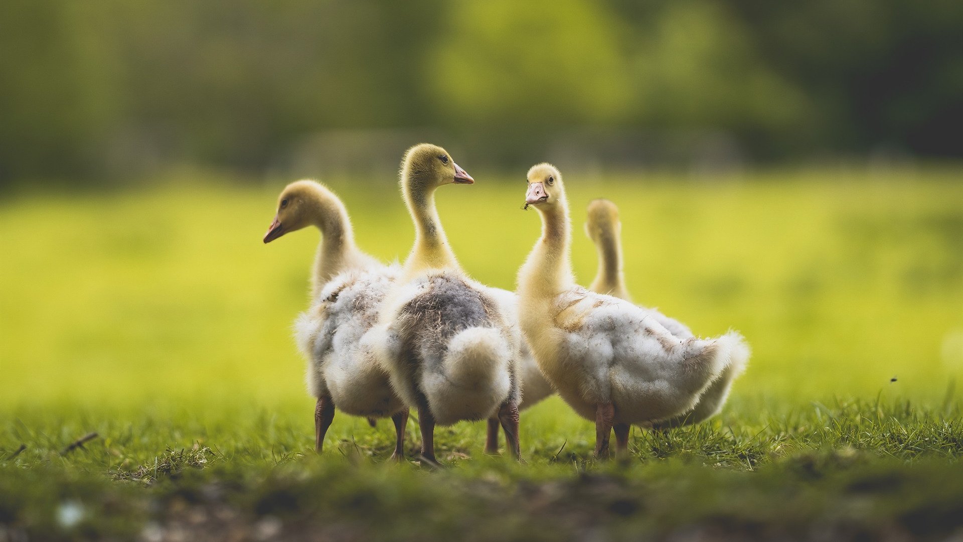 双响炮,哈斯车队完胜迈凯伦,拉塞尔惊艳四座