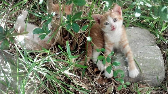 澳网绝杀法网,辛纳点燃赛场