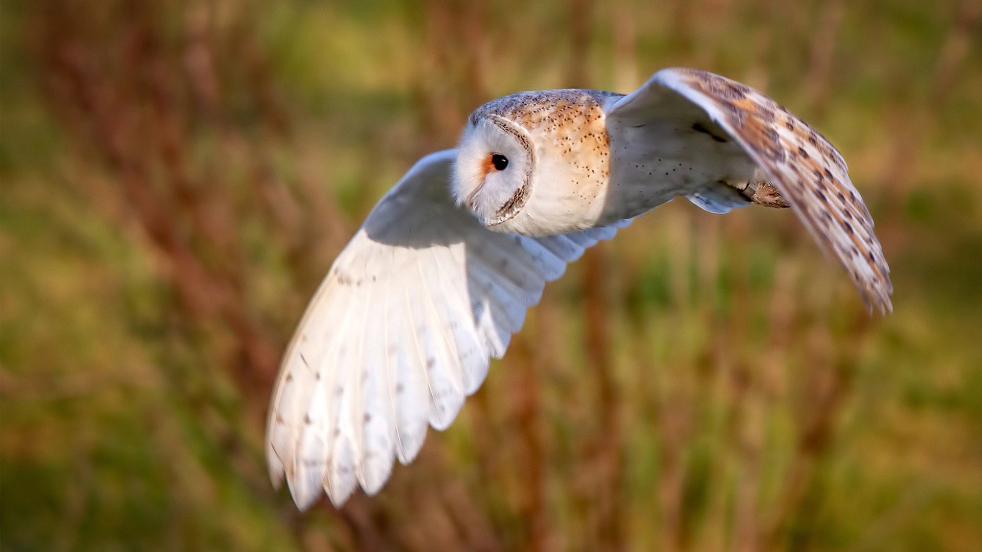 非主流战场的新王者,当收割与接管在同一时间线上共振