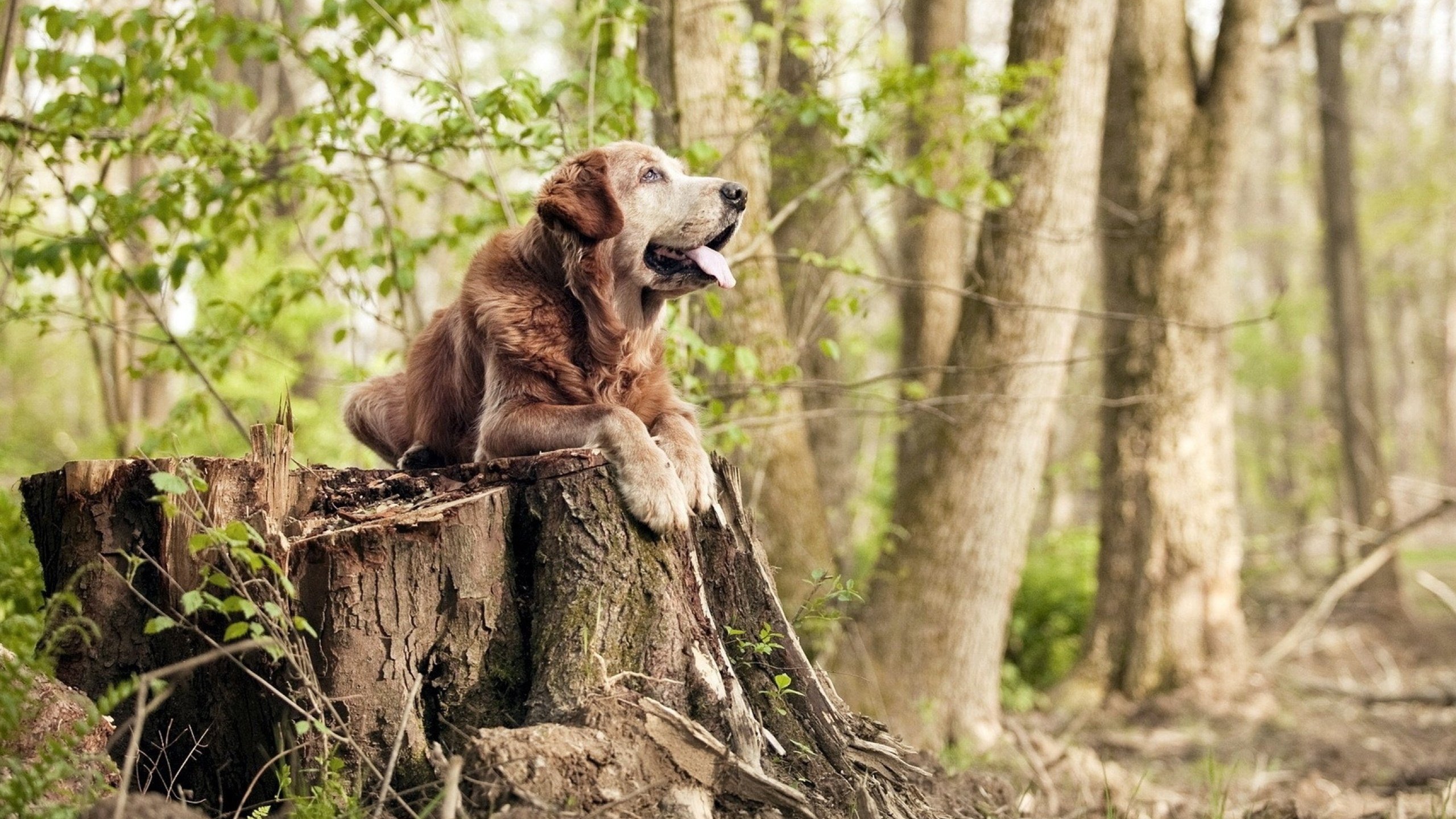 活塞的破城锤，戈贝尔用遮天蔽日的防守踏平山西