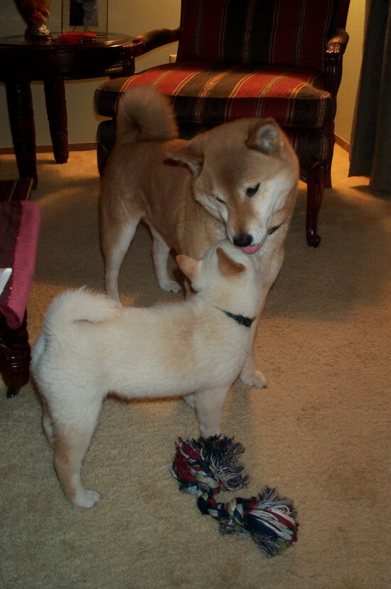 狂澜与孤岛,当詹姆斯50分烈焰撞上尼克斯的钢铁谜题