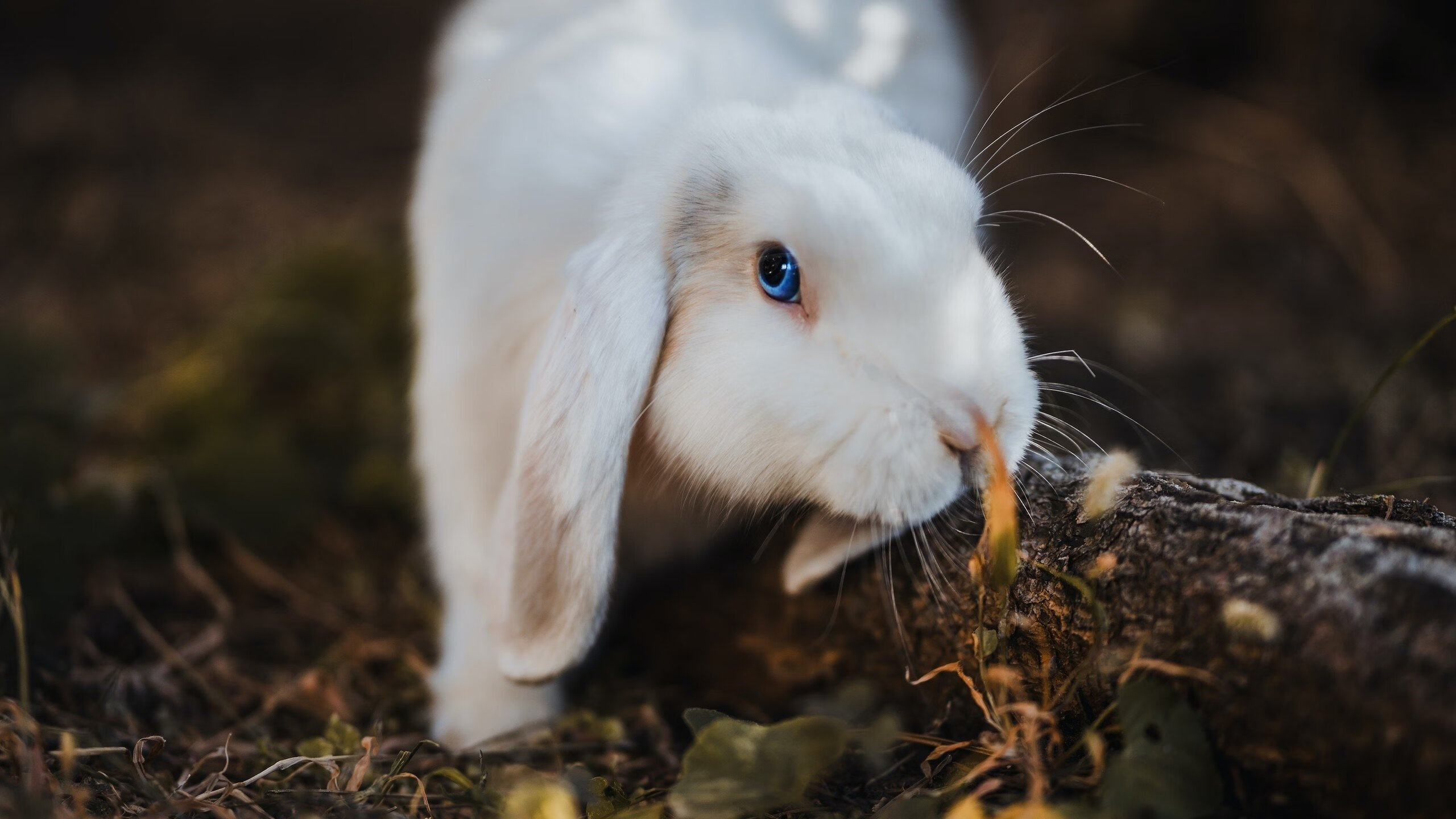 孤胆映长白，当吉林队把马刺逼入绝境，布克的六次回答