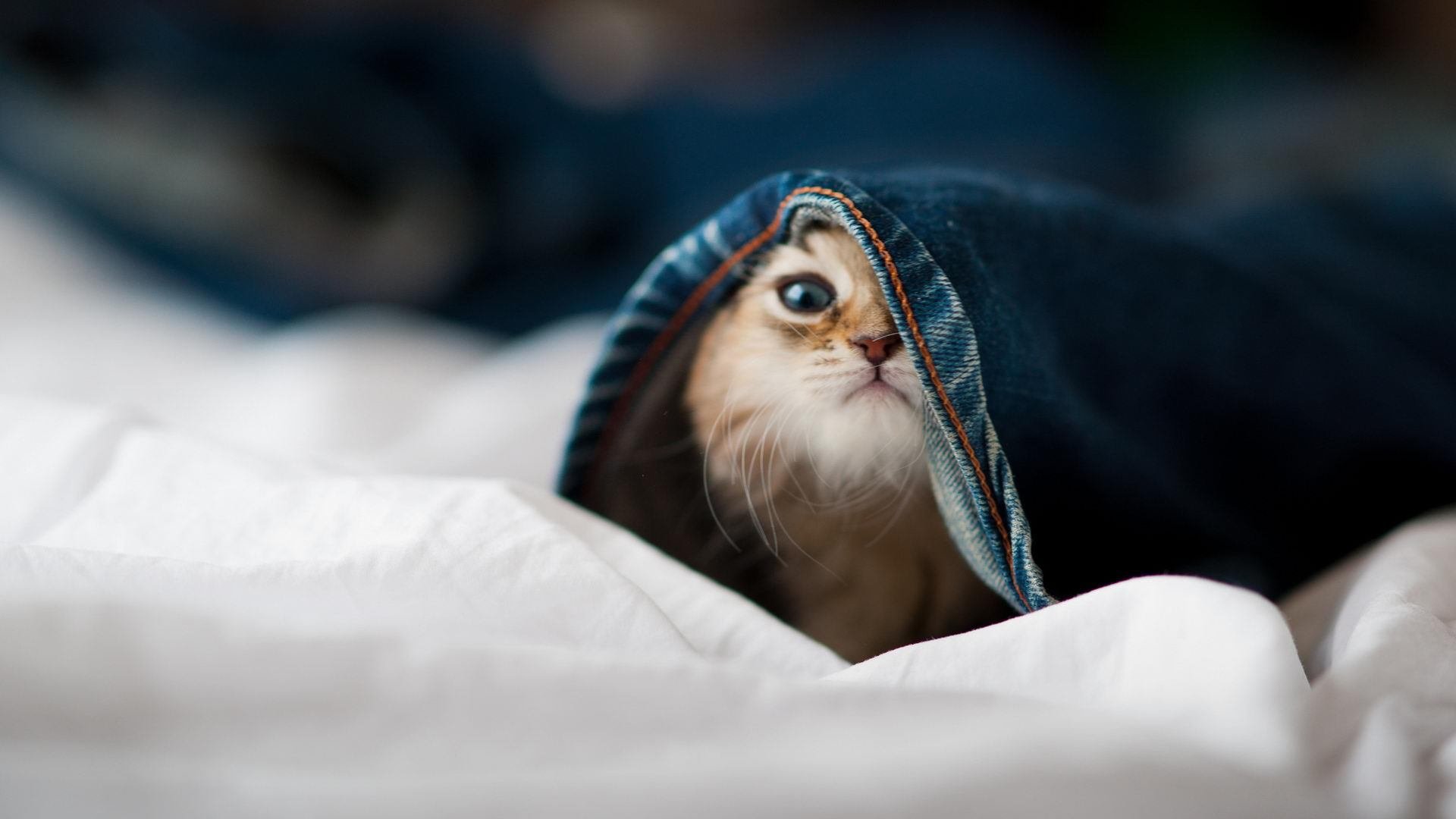 心跳引擎，抢七之夜，卡马文加如何以无形节拍器改写战局