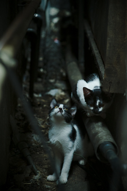 蝴蝶效应，哈利伯顿的三分雨与尼克斯的绝境翻盘—体育世界里那些让悬念提前终结的瞬间