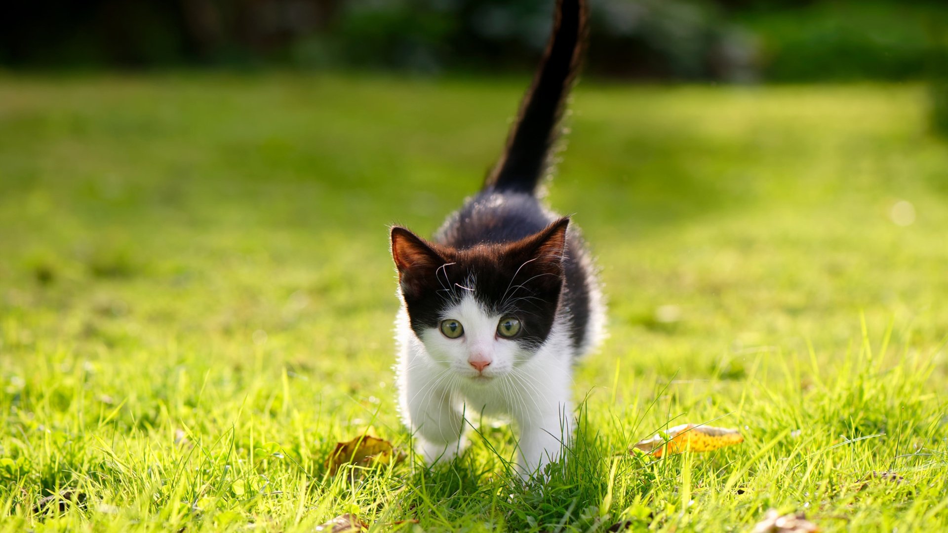 星球两端，当黄喜灿征服英超时，巴萨正在墨西哥掀起红色狂潮