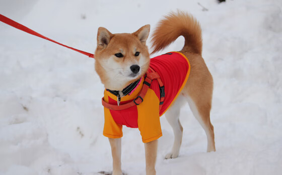 拉梅洛·鲍尔，为何他总能成为破局的关键先生？