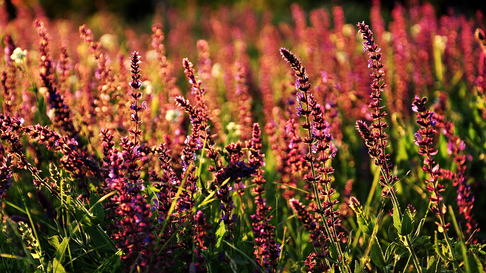 终场哨与终场灯，一场跨越时空的自我救赎